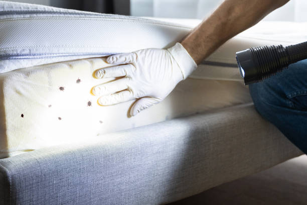 Best Mosquito Control Services  in Cold Spring, KY